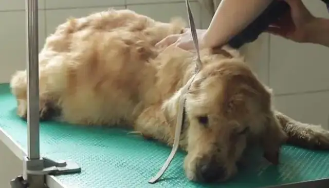He's got a dog shop, a dog boy: he's been pregnant for so long, eating every day