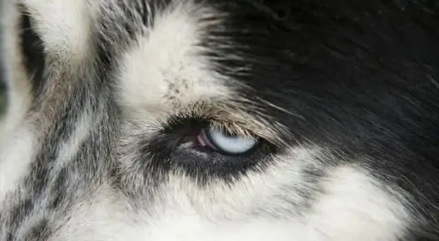 Pussy (dog) communicates in secret: learn these tricks, communicate without stress