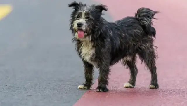 A stray dog calls for help, just for a puppy
