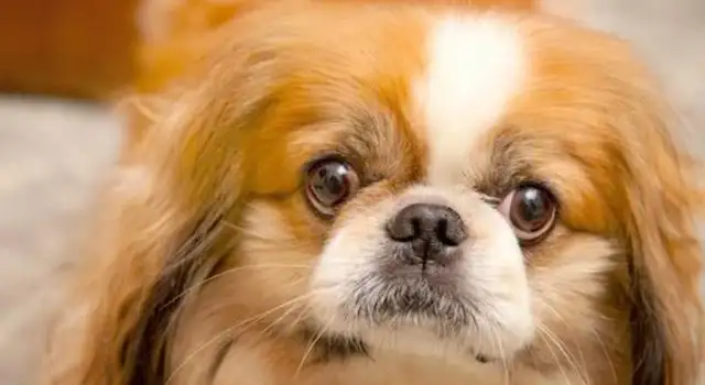 Pussy (dog) communicates in secret: learn these tricks, communicate without stress