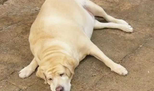 The dog's getting fatter and the master stalked it, and found out that it was impersonating a stray dog. Drink