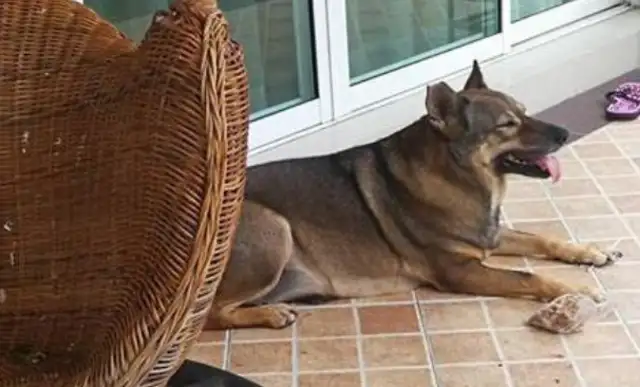 The dog's getting fatter and the master stalked it, and found out that it was impersonating a stray dog. Drink