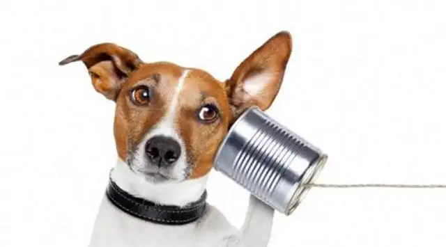 Pussy (dog) communicates in secret: learn these tricks, communicate without stress