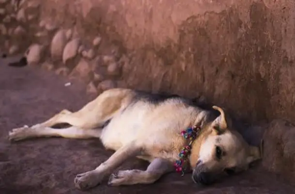 It hurts. The master moves and leaves only the dog, and the dog waits for the day when he leaves