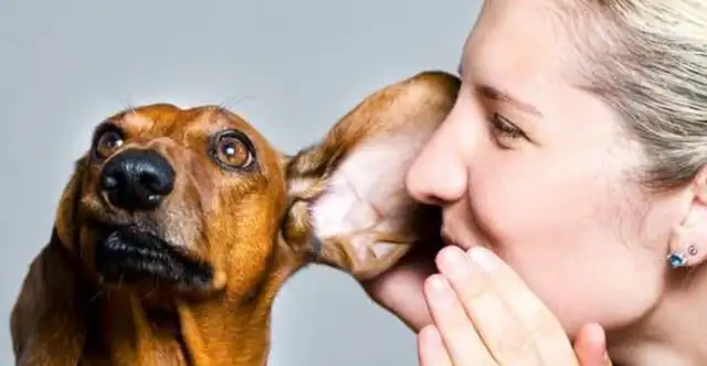 Pussy (dog) communicates in secret: learn these tricks, communicate without stress