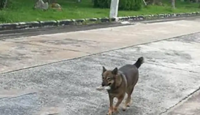 The dog's getting fatter and the master stalked it, and found out that it was impersonating a stray dog. Drink