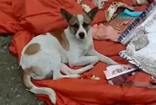 It hurts. The master moves and leaves only the dog, and the dog waits for the day when he leaves