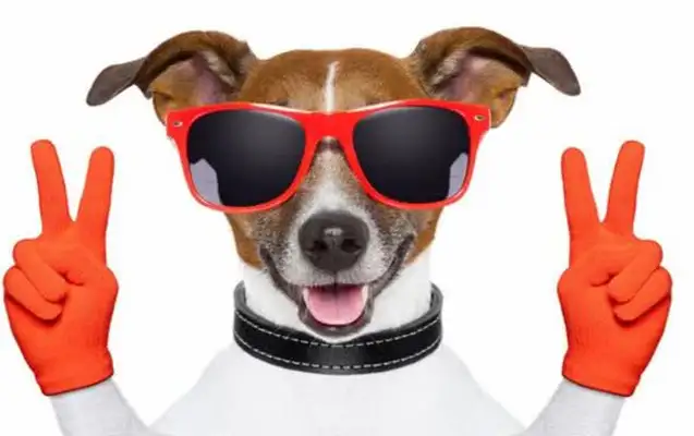Pussy (dog) communicates in secret: learn these tricks, communicate without stress