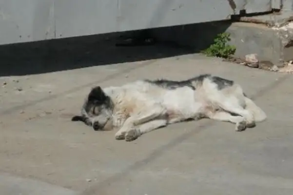 It hurts. The master moves and leaves only the dog, and the dog waits for the day when he leaves