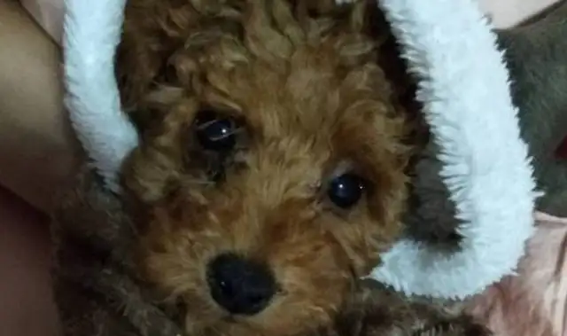 Teddy's throwing dog food again. Have you eaten enough