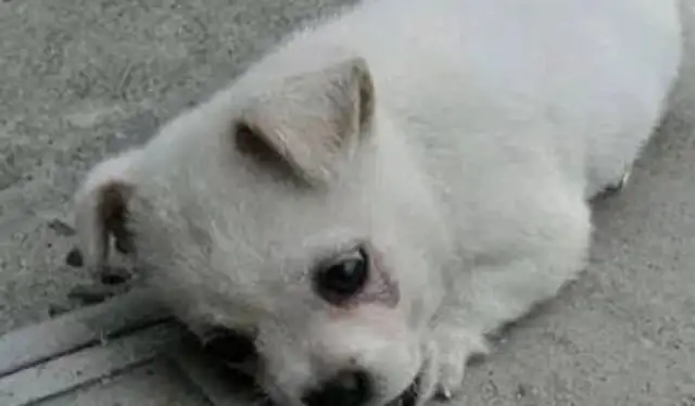 It's strange that stray dogs are lying down next to the hood every day, and it hurts when they know the truth