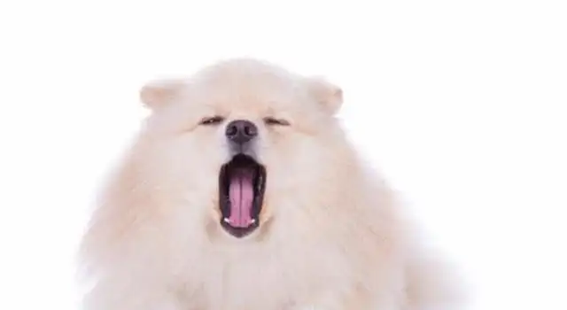 Pussy (dog) communicates in secret: learn these tricks, communicate without stress