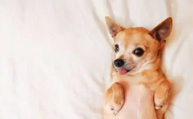 Pussy (dog) communicates in secret: learn these tricks, communicate without stress