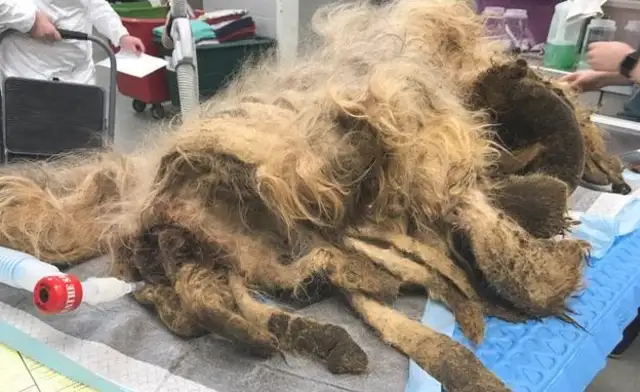 Dogs are forgotten. They can't be seen in a dirty bag