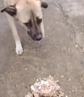 For feeding it, dogs walk 20 minutes a day during breastfeeding