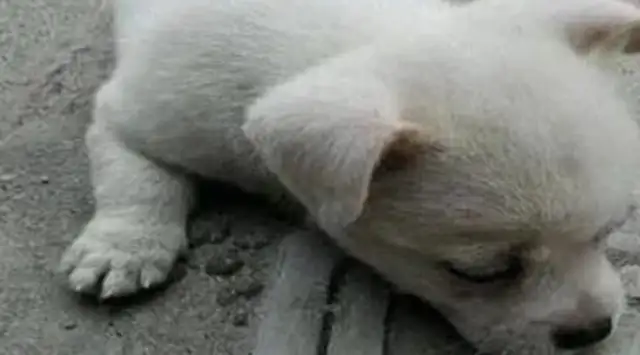 It's strange that stray dogs are lying down next to the hood every day, and it hurts when they know the truth