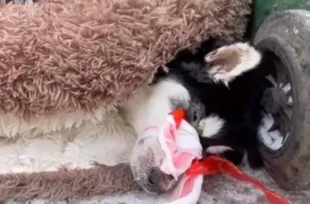 Haskit got a dog plague, was thrown by the owner by the trash can, his mouth tied and he couldn't call for help