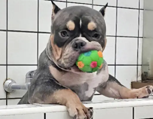 The dog swallowed 11 toy ducks, so the owner had to arrange the surgery