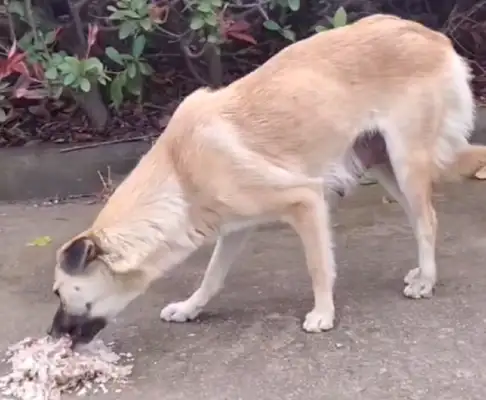 For feeding it, dogs walk 20 minutes a day during breastfeeding