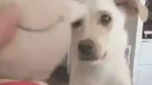 It's a field dog's birthday. The owner has prepared a big surprise for him