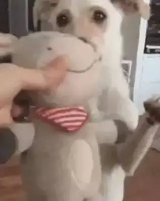 It's a field dog's birthday. The owner has prepared a big surprise for him