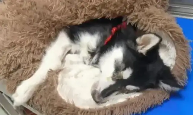 Haskit got a dog plague, was thrown by the owner by the trash can, his mouth tied and he couldn't call for help