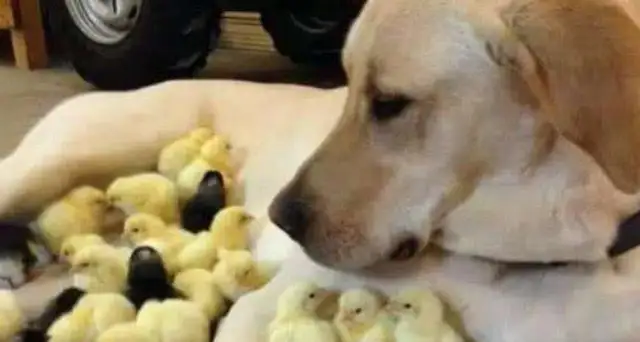 Blonde chicks, gibberish dogs and chicks are so harmonious
