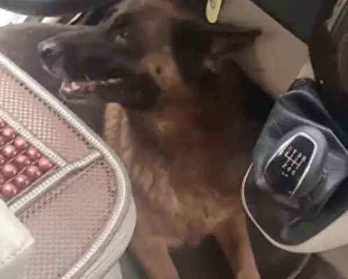 The breeder's getting out of service, the dog's running to the car and stopping the driver from driving