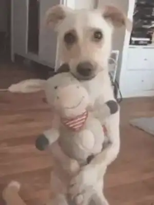 It's a field dog's birthday. The owner has prepared a big surprise for him