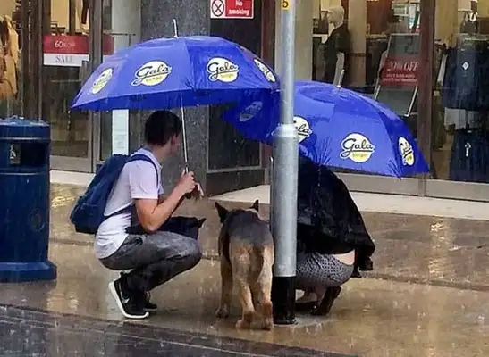 The careless master dog throws light on the side of the road