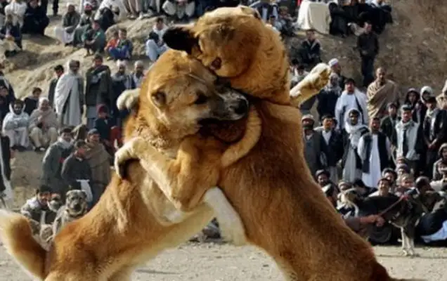 Let the big dog bite the dog