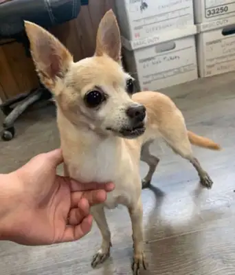 Two years after being notified that the dog of love was in the shelter, she cried and found out it really was #8230;