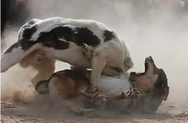 Let the big dog bite the dog