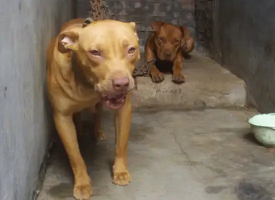 Let the big dog bite the dog
