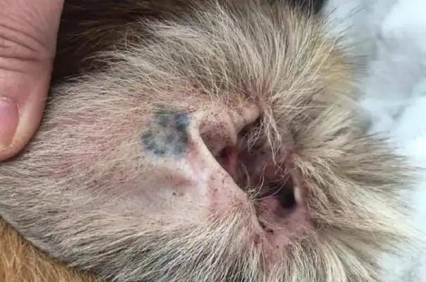 In order to distinguish which dog was sterilized, the rescue center cut half the stray dog's ear
