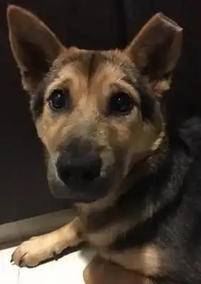 In order to distinguish which dog was sterilized, the rescue center cut half the stray dog's ear