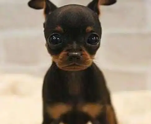 Seven good dogs have a high rate of return, but they're less pathetic in life