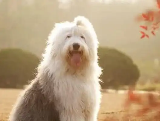 Seven good dogs have a high rate of return, but they're less pathetic in life