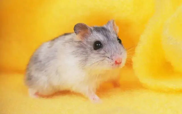 Will the hamster be infected
