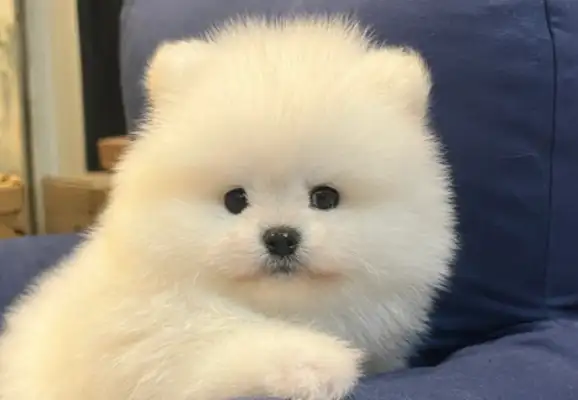 2023 Insight White Paper on Trends in the pet industry: baked food, frozen dry food, geriatric foods, new growth Points