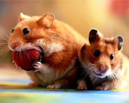 Will the hamster be infected