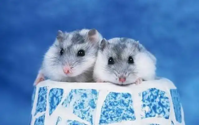 Will the hamster be infected