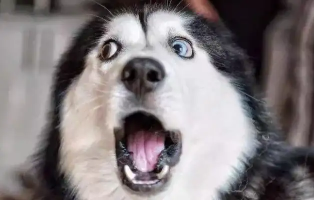 A pet dog can live forever