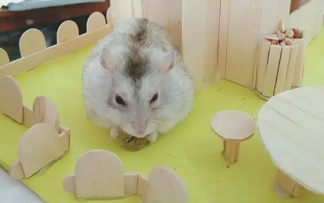 Will the hamster be infected