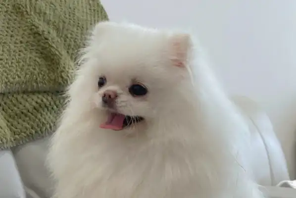 2023 Insight White Paper on Trends in the pet industry: baked food, frozen dry food, geriatric foods, new growth Points