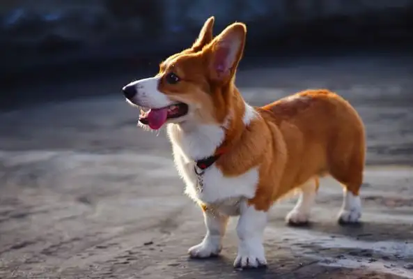 Netizens take Corky out and he doesn't want to go home. Dog: You take me to elope