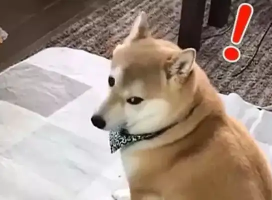 The dog looks like the same fat orange cat in the back and smiles in his eyes
