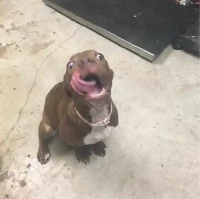 The master plays the dog, turns around with a bone, and the dog laughs