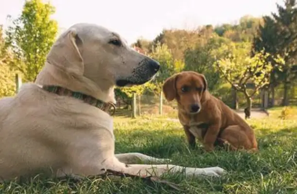 Go out and play with a little follower, and the dog forces the owner to take it back: Good boy