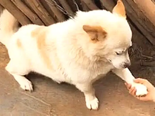 A 10-year-old doggy learns how to wave. You've earned a fortune in the past